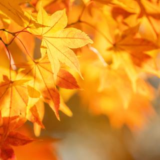 🍁🍂🍃Jesenné prázdniny🍃🍂🍁